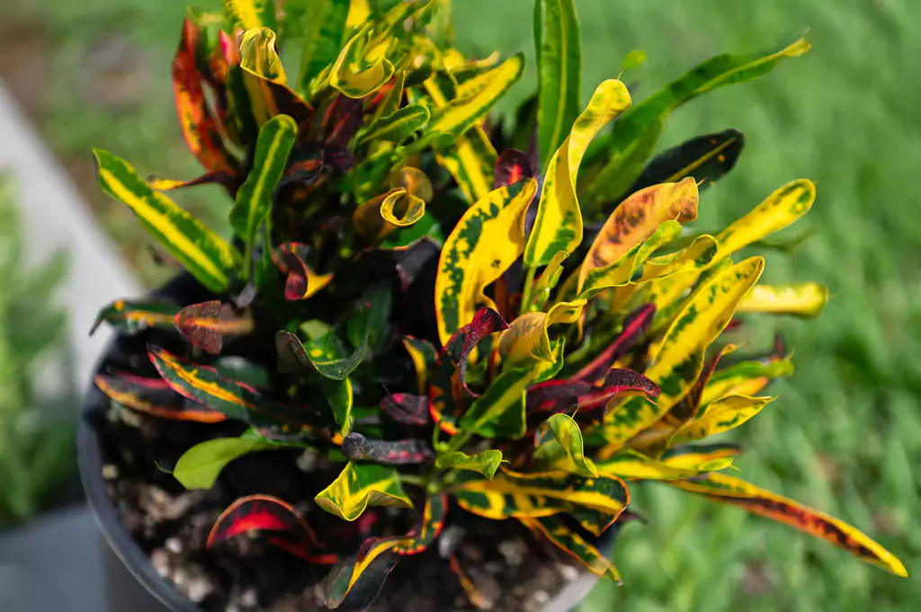 Colorful croton plant in outdoor garden