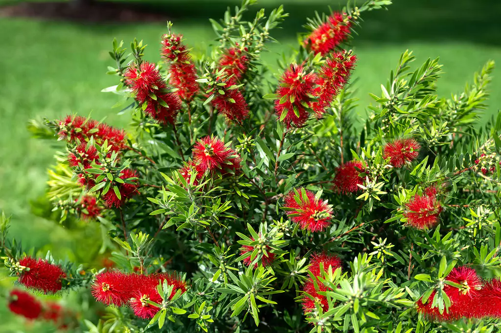 Red bottlebrush flowers with vibrant green leaves.