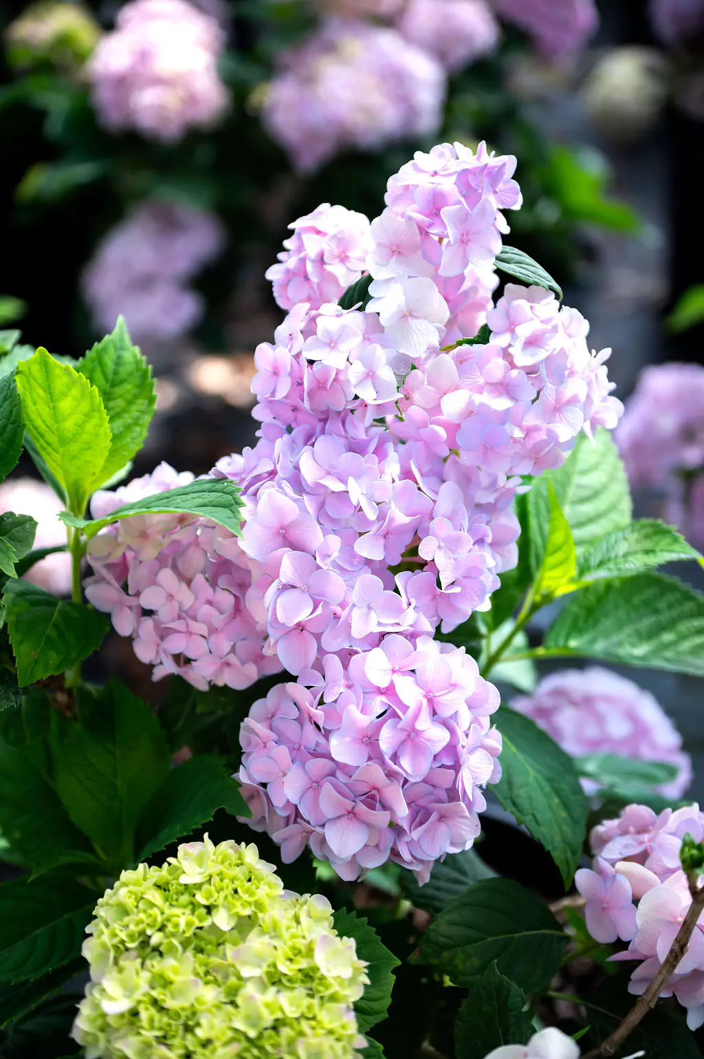 Pink and green hydrangeas in full bloom.