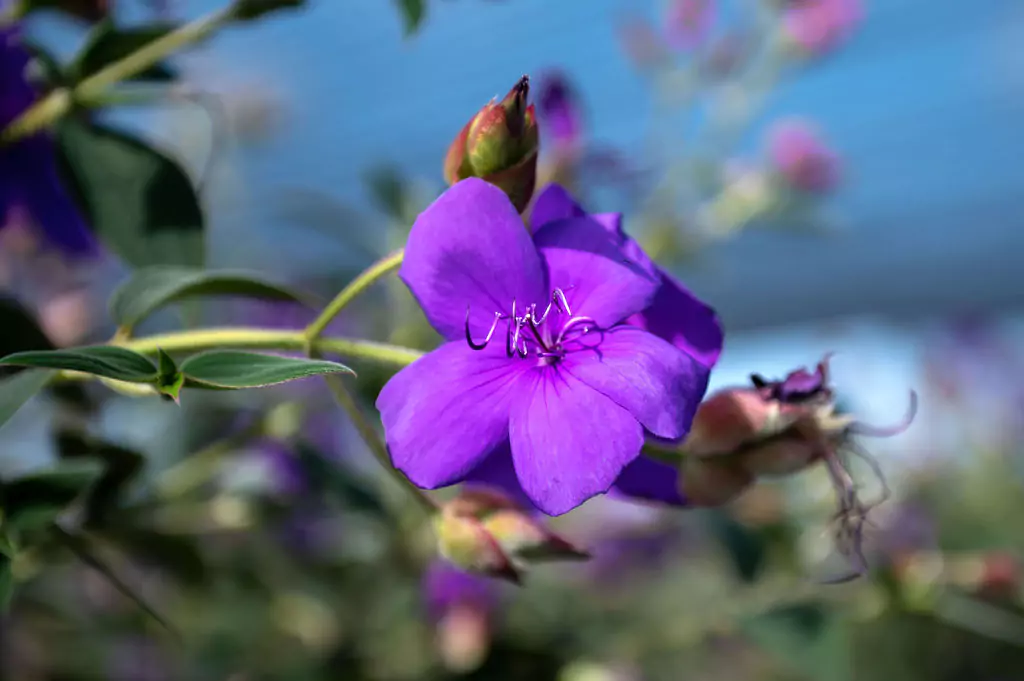 Close-up of vibrant purple flower in sunlight.