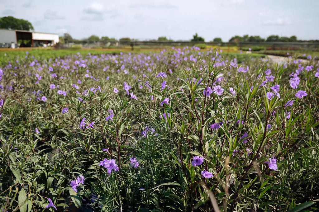 Field of purple flowers under blue sky.