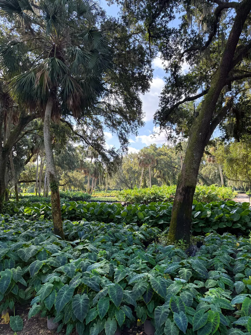 Lush tropical forest with sunlight and dense foliage.