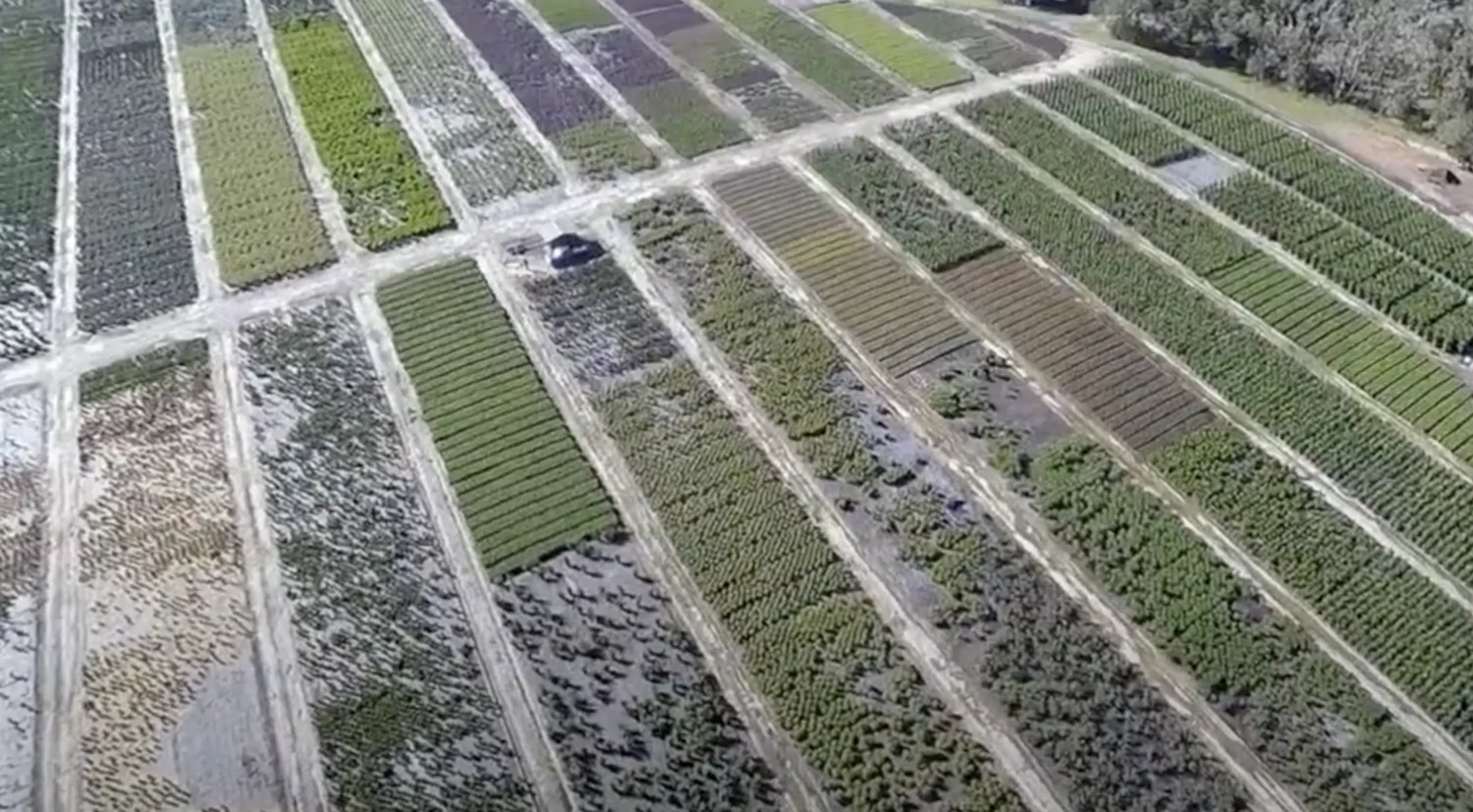 Aerial view of cultivated agricultural fields and roads.