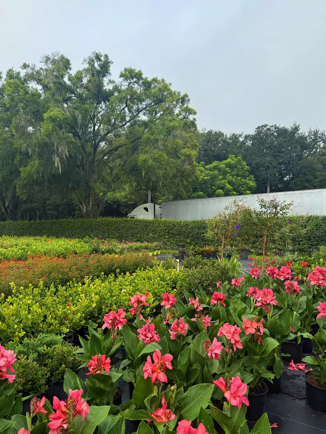 Colorful garden with vibrant pink flowers and trees.
