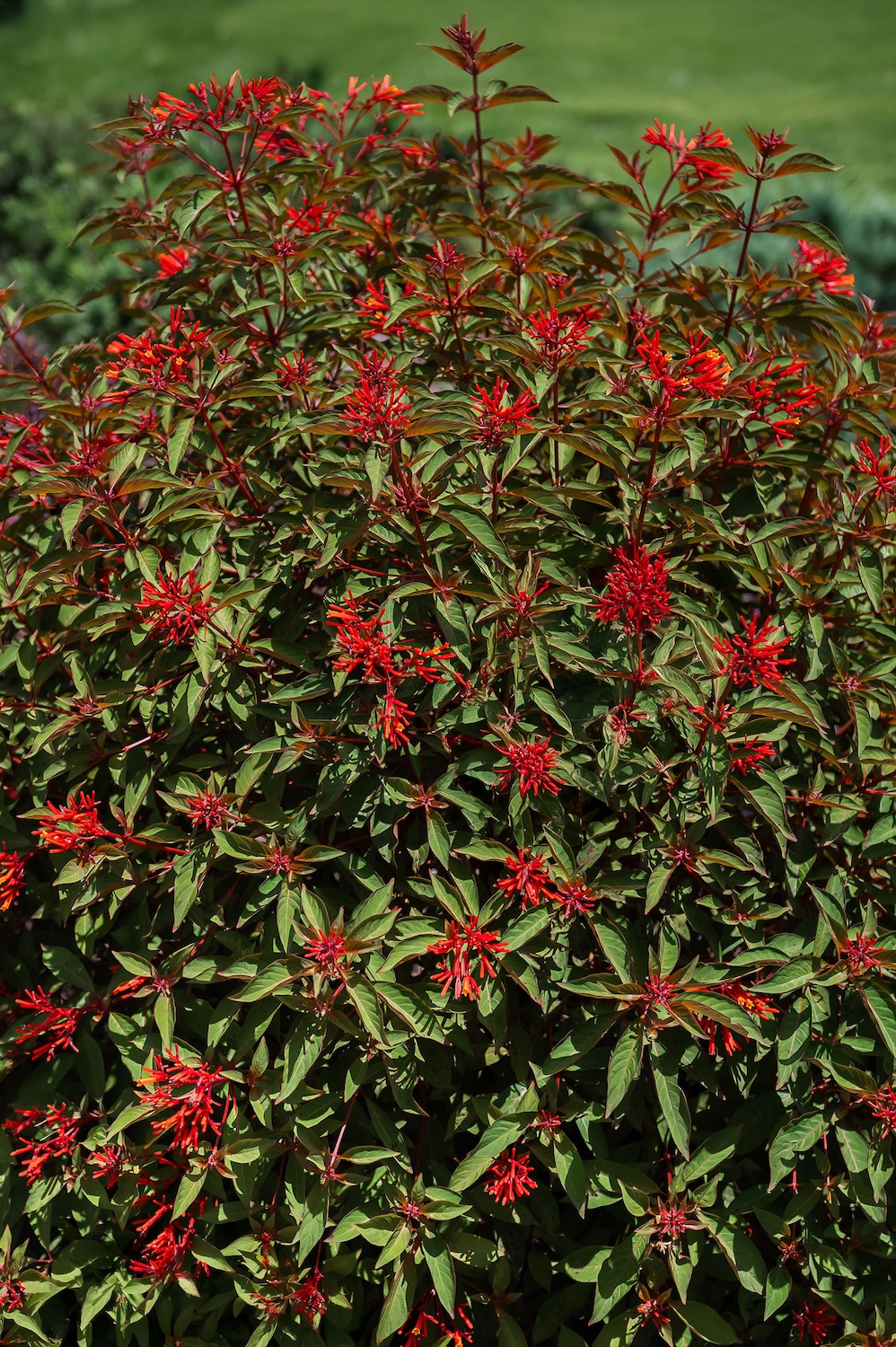 Red Hamelia patens flowers in garden