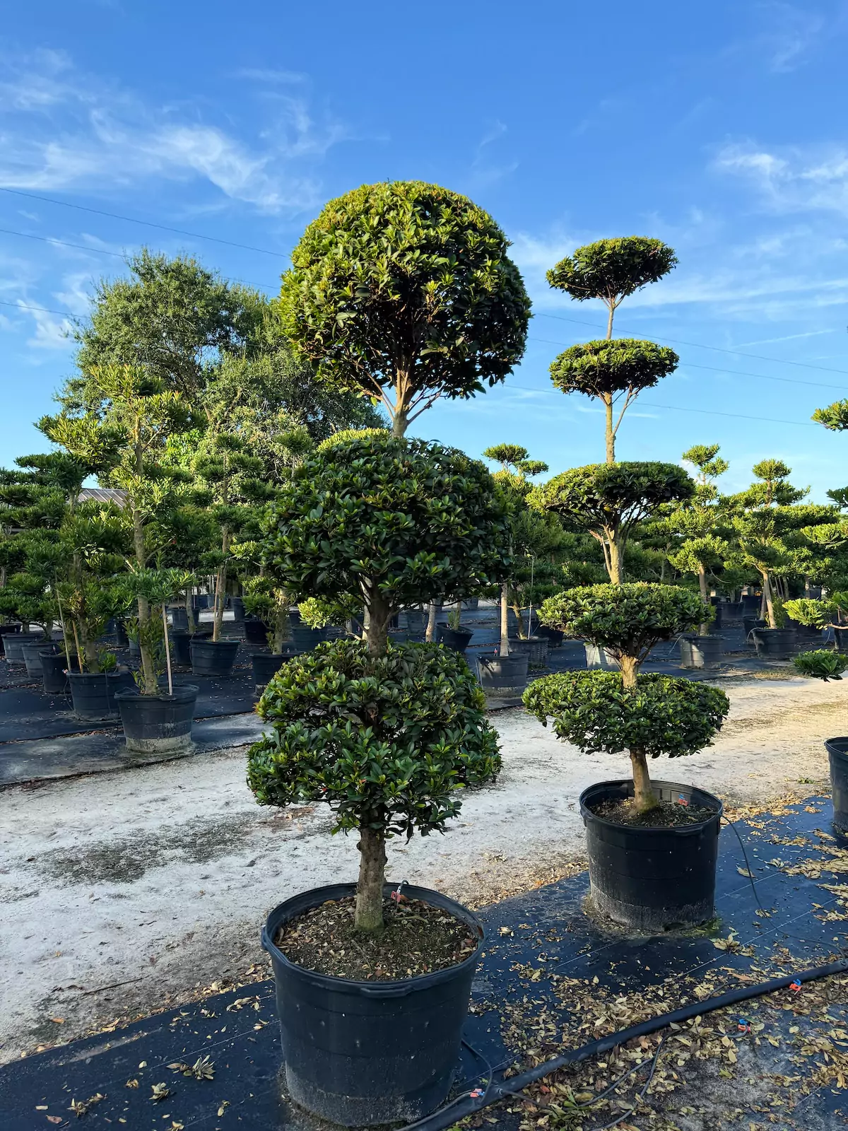 Topiary trees in a nursery on sunny day.