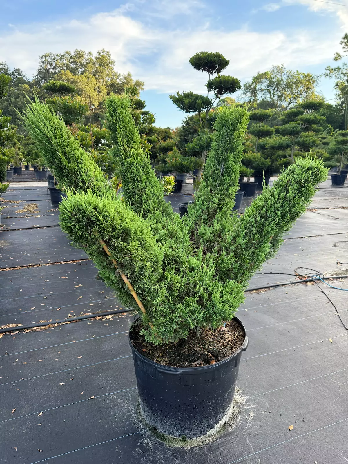 Potted evergreen plant with multiple branches in nursery.