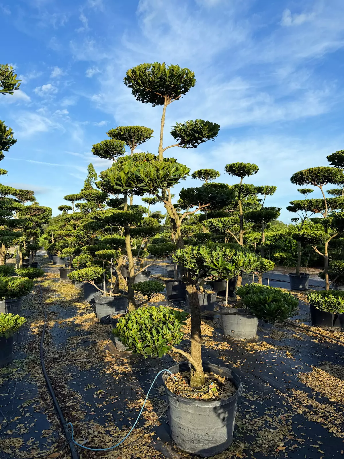 Bonsai trees in pots under blue sky
