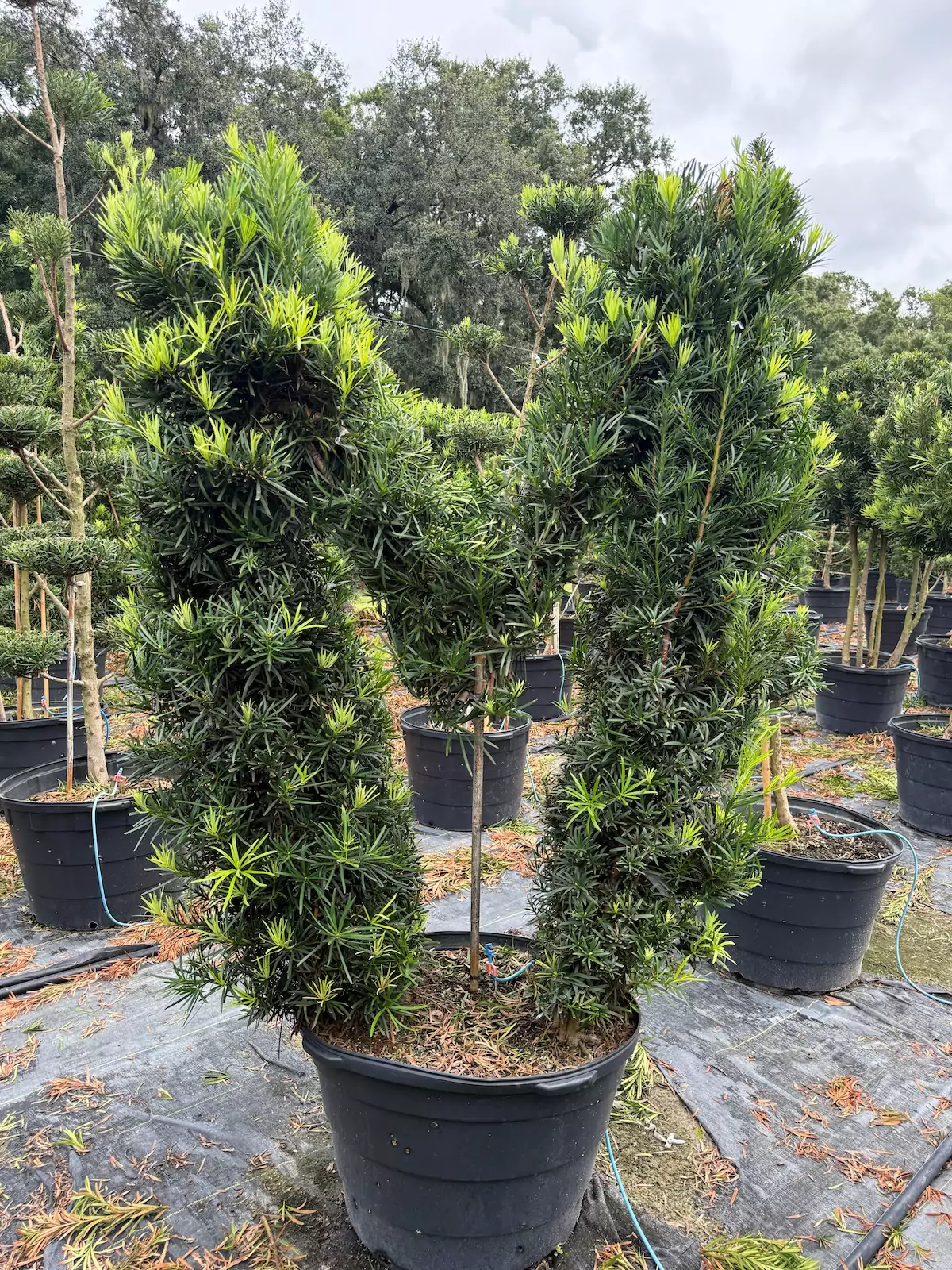 Large plant shaped like letter 'M' in pot.